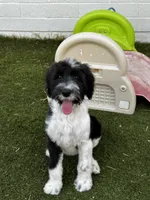 Small Standard Sheepadoodle, a female Sheepadoodle for sale in Phoenix, AZ – 4 of 6