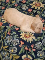 Rebel, a male Goldendoodle for sale in Batesville, MS – 3 of 3