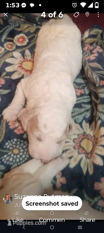 Rebel – Goldendoodle puppy for sale in Batesville, MS
