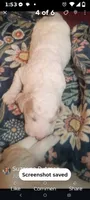 Rebel, a male Goldendoodle for sale in Batesville, MS – 1 of 2