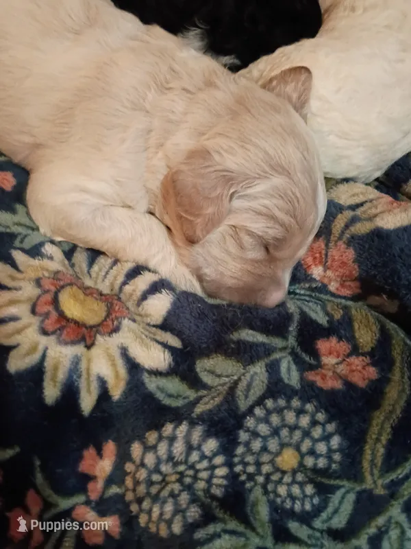 Rebel – Goldendoodle puppy for sale in Batesville, MS