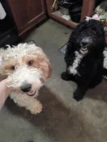 Rebel, a male Goldendoodle for sale in Batesville, MS – 2 of 2