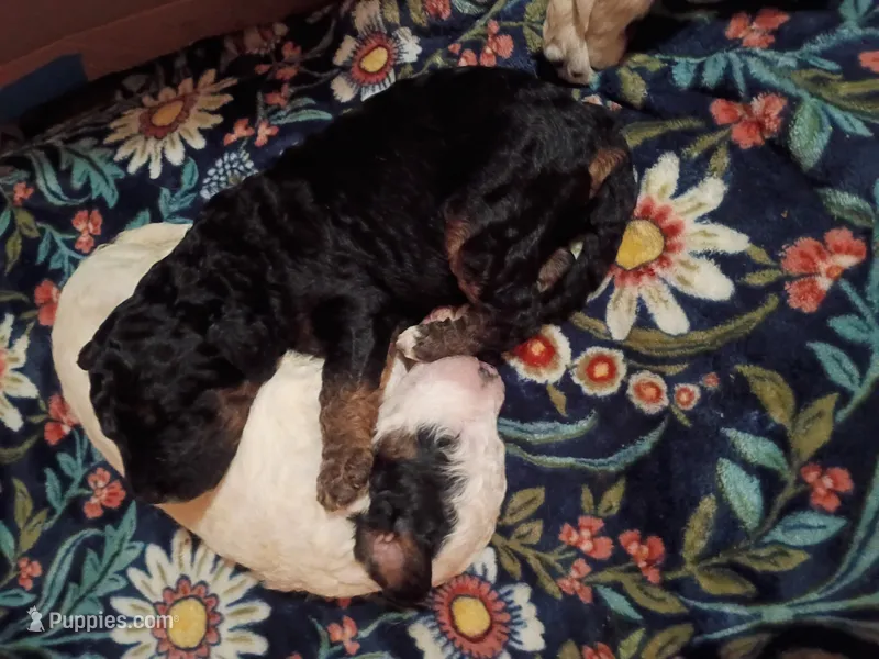 Rocky – Goldendoodle puppy for sale in Batesville, MS