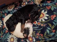 Rocky, a male Goldendoodle for sale in Batesville, MS – 1 of 2