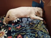 Rebel, a male Goldendoodle for sale in Batesville, MS – 2 of 3
