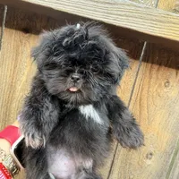 Puppy, a male Shih Tzu for sale in Katy, TX – 2 of 5
