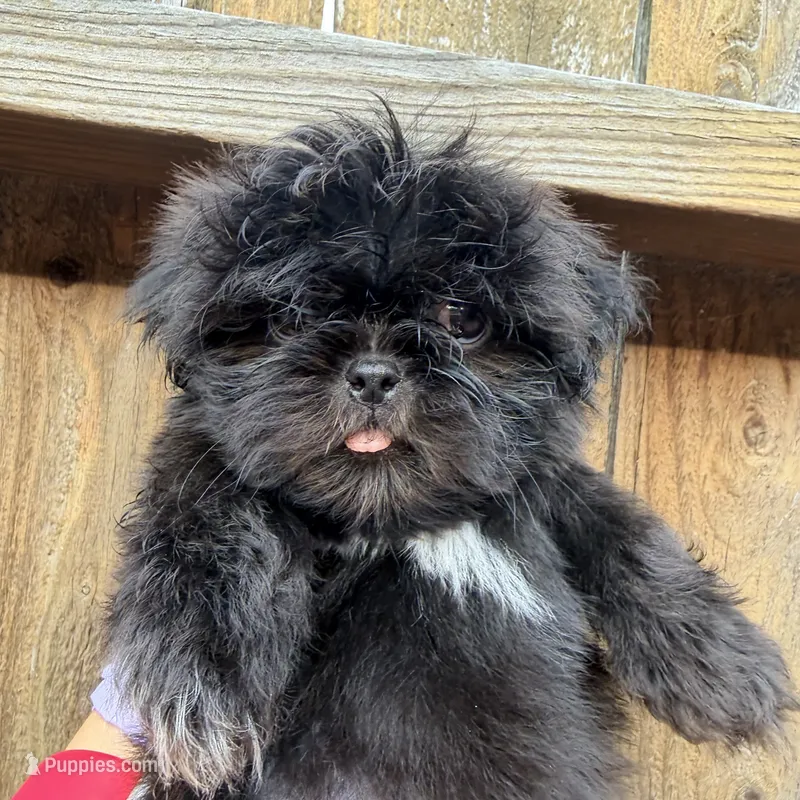 Puppy – Shih Tzu puppy for sale in Katy, TX