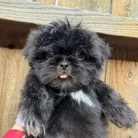 Puppy, a male Shih Tzu for sale in Katy, TX – 1 of 5