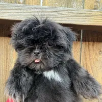 Puppy, a male Shih Tzu for sale in Katy, TX – 4 of 5