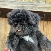 Puppy, a male Shih Tzu for sale in Katy, TX – 5 of 5