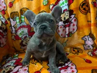 Sadie , a female French Bulldog for sale in Greenwood, FL – 9 of 10