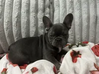 Charlotte, a female French Bulldog for sale in Greenwood, FL – 7 of 9