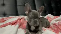 Charlotte, a female French Bulldog for sale in Greenwood, FL – 4 of 8