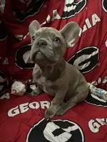 Sadie , a female French Bulldog for sale in Greenwood, FL – 4 of 10