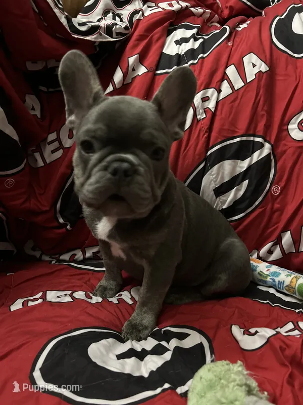 Blu  – French Bulldog puppy for sale in Greenwood, FL