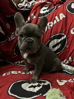 Blu , a male French Bulldog for sale in Greenwood, FL – 1 of 8