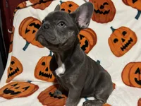 Charlotte, a female French Bulldog for sale in Greenwood, FL – 5 of 7