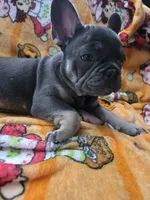 YOGI , a male French Bulldog for sale in Greenwood, FL – 8 of 10