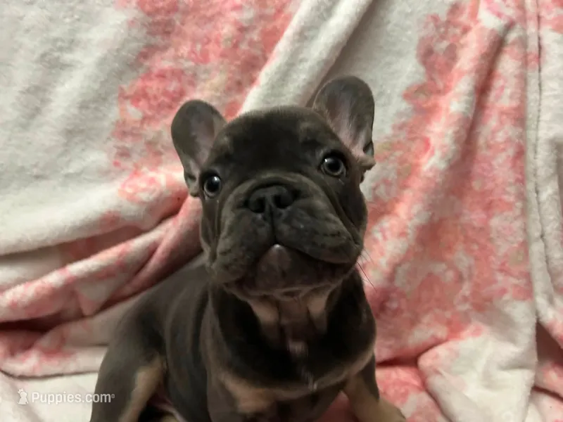 Yogi  – French Bulldog puppy for sale in Greenwood, FL