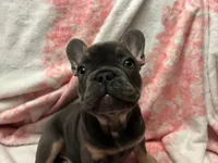 Yogi , a male French Bulldog for sale in Greenwood, FL – 1 of 7