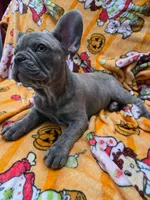 Sadie , a female French Bulldog for sale in Greenwood, FL – 2 of 10