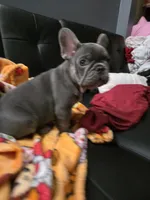 Blu, a male French Bulldog for sale in Greenwood, FL – 7 of 9