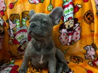 Sadie , a female French Bulldog for sale in Greenwood, FL – 8 of 10