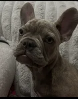 Sadie , a female French Bulldog for sale in Greenwood, FL – 2 of 7