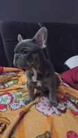 Blu, a male French Bulldog for sale in Greenwood, FL – 7 of 10