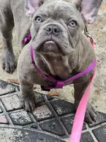 Sadie , a female French Bulldog for sale in Greenwood, FL – 4 of 10