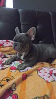 Blu, a male French Bulldog for sale in Greenwood, FL – 5 of 10