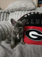 Blu, a male French Bulldog for sale in Greenwood, FL – 8 of 10