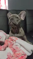 Sadie, a female French Bulldog for sale in Greenwood, FL – 8 of 8