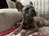 Sadie , a female French Bulldog for sale in Greenwood, FL – 5 of 8