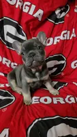 Yogi, a male French Bulldog for sale in Greenwood, FL – 4 of 10