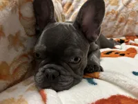 Charlotte, a female French Bulldog for sale in Greenwood, FL – 3 of 8