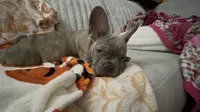 Sadie , a female French Bulldog for sale in Greenwood, FL – 5 of 10