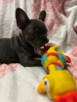 Charlotte, a female French Bulldog for sale in Greenwood, FL – 5 of 5