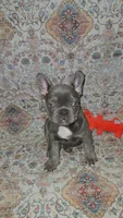 Charlotte, a female French Bulldog for sale in Greenwood, FL – 3 of 8