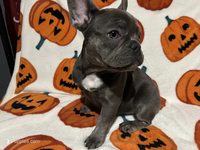 Charlotte – French Bulldog puppy for sale in Greenwood, FL