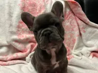 Blu, a male French Bulldog for sale in Greenwood, FL – 5 of 7