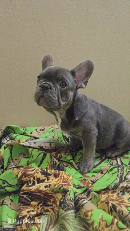 Blu – French Bulldog puppy for sale in Greenwood, FL