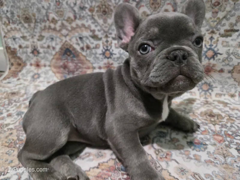 Charlotte – French Bulldog puppy for sale in Greenwood, FL