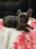 Blu , a male French Bulldog for sale in Greenwood, FL – 4 of 5