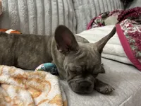 Sadie , a female French Bulldog for sale in Greenwood, FL – 6 of 10