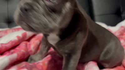 Charlotte, a female French Bulldog for sale in Greenwood, FL – 8 of 9