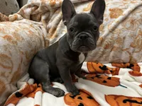 Charlotte, a female French Bulldog for sale in Greenwood, FL – 6 of 8