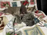 Sadie , a female French Bulldog for sale in Greenwood, FL – 5 of 6