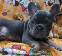 Yogi Bear , a male French Bulldog for sale in Greenwood, FL – 2 of 10