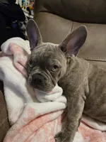 Sadie, a female French Bulldog for sale in Greenwood, FL – 5 of 10
